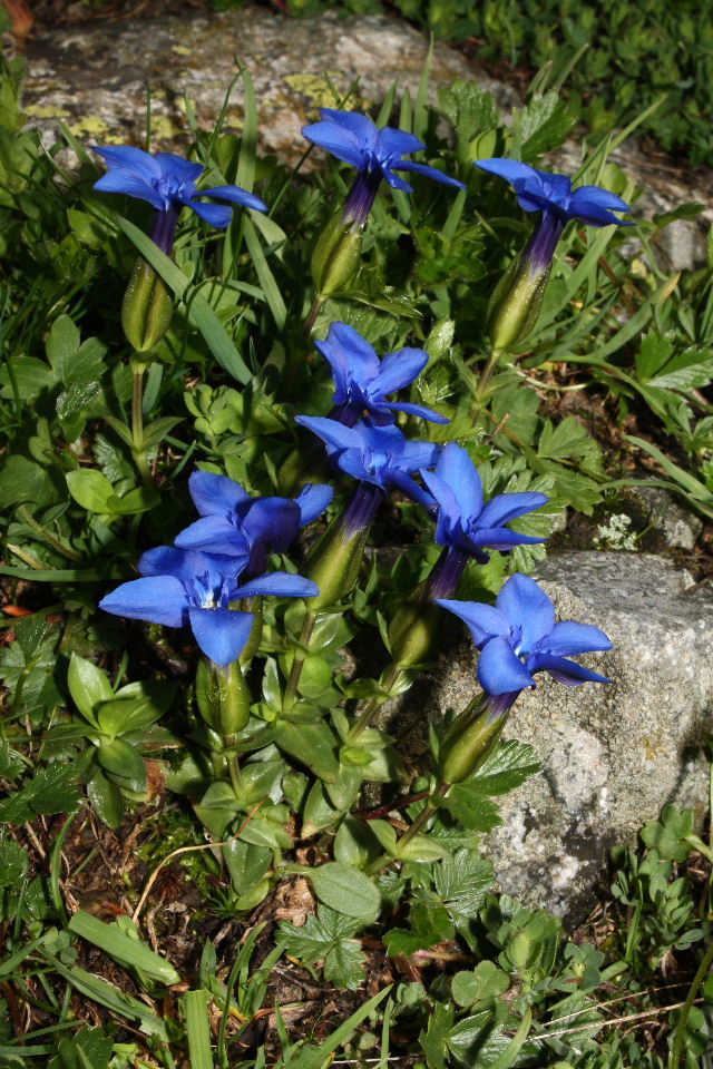 Gentiana bavarica ???